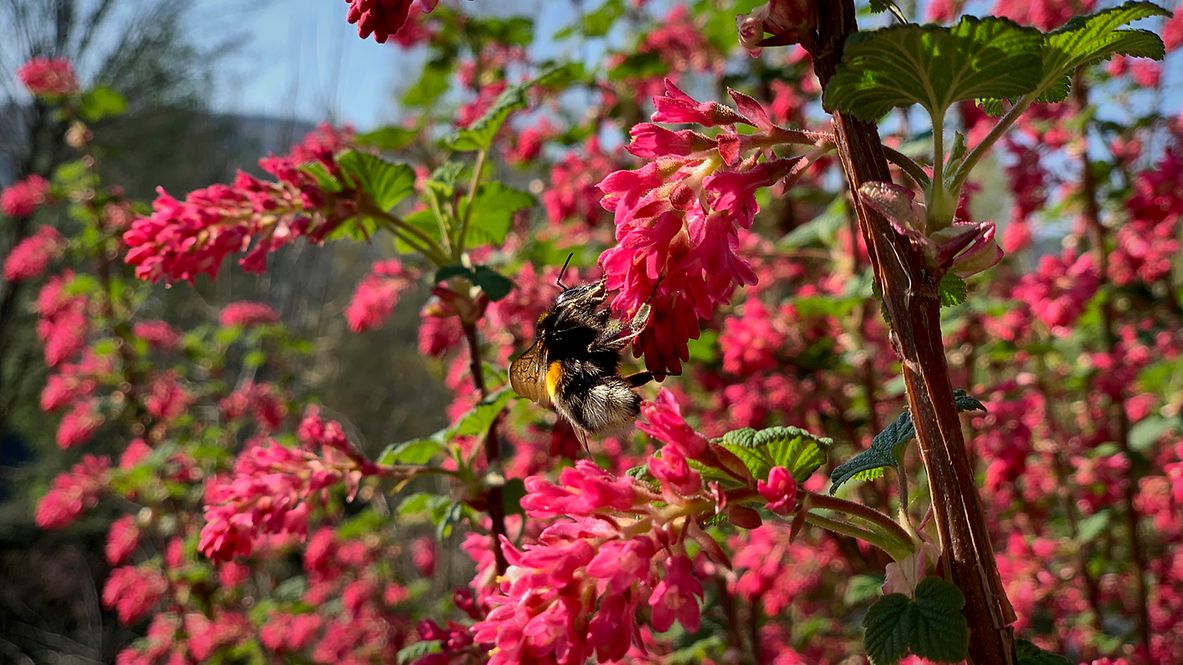 Eine Biene bestäubt eine Pflanze.