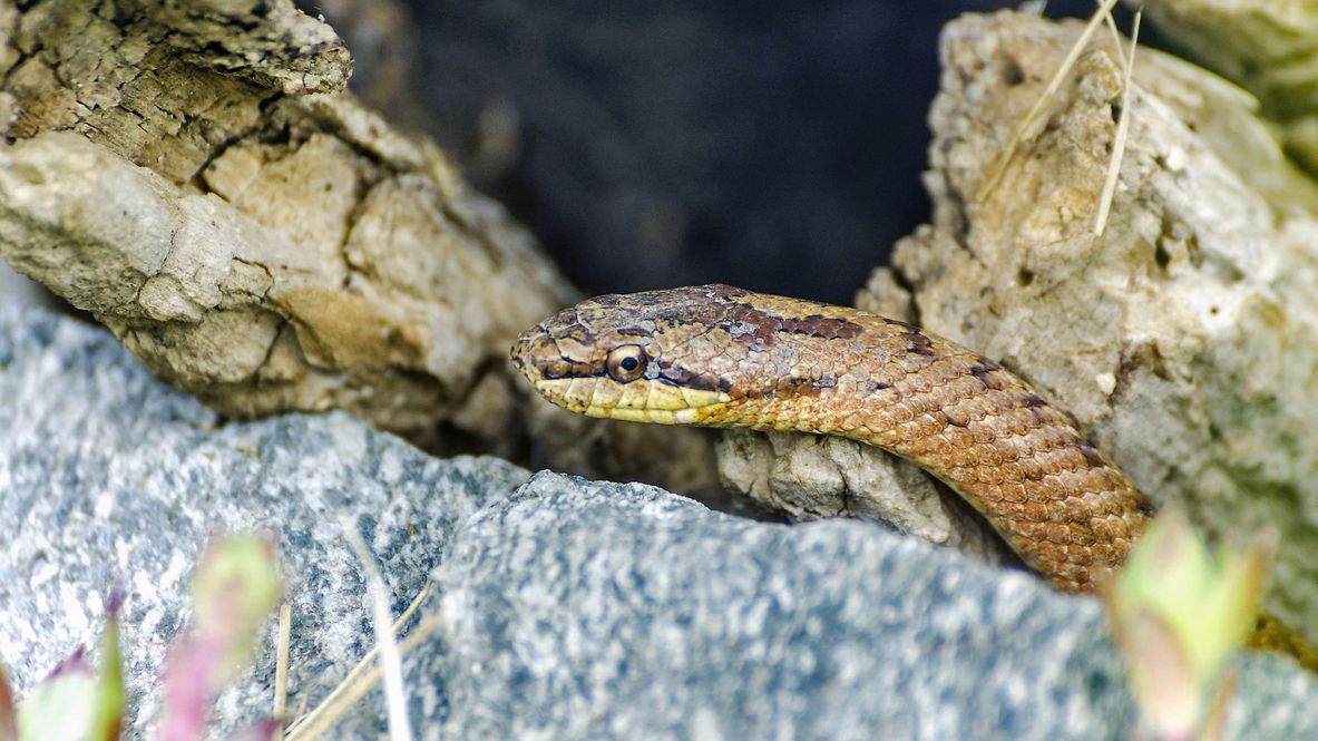 Eine Schlingnatter im Gebüsch