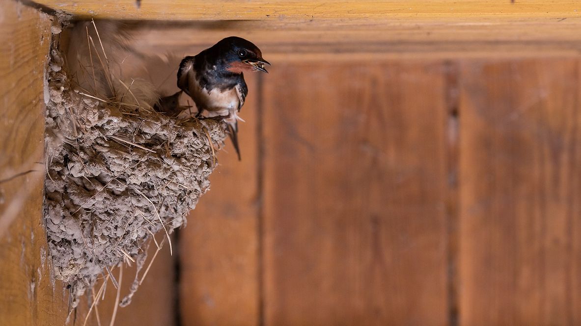 Eine Rauchschwalbe in ihrem Nest