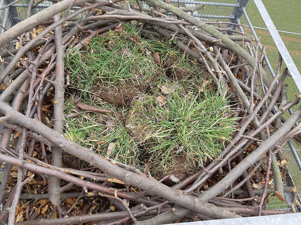 Ein Fischadler-Nest