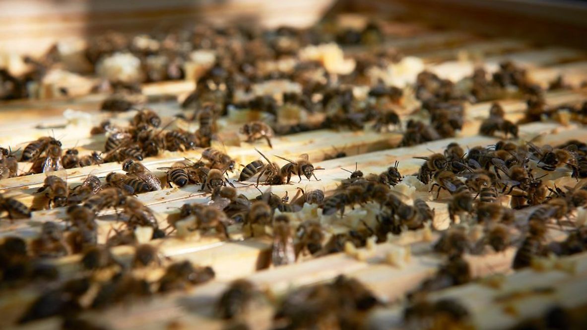 Bienen in der Nahaufnahme.
