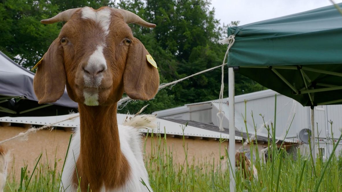 Eine Ziege auf einer Wiese