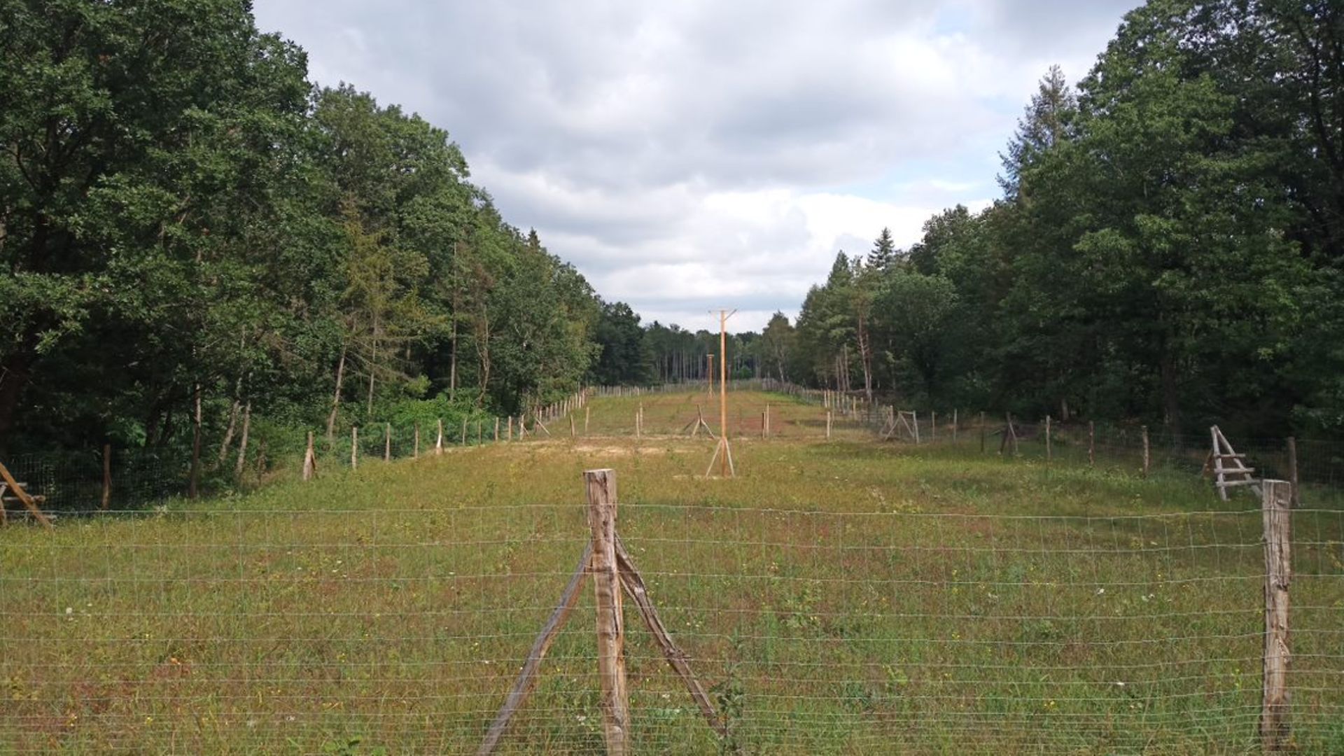 Eingezäunter Grünstreifen zwischen zwei Waldrändern
