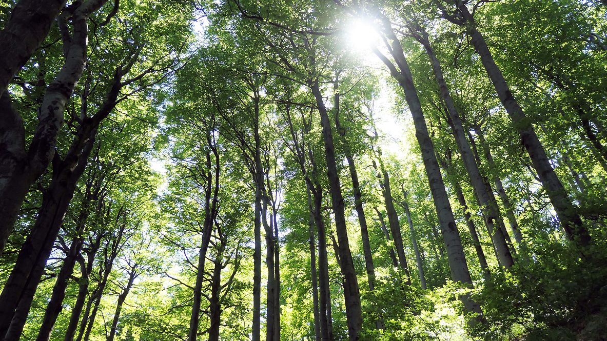 Ein dichter Wald, Sonne scheint durch die Bäume. 