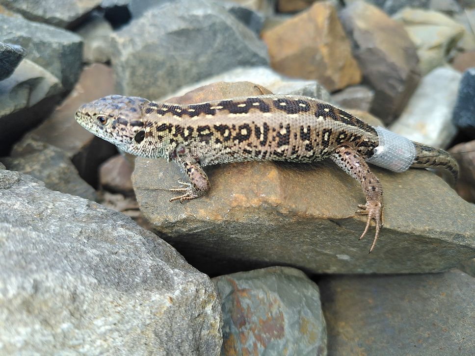 Zauneidechse mit Telemetriesender am Schwanz