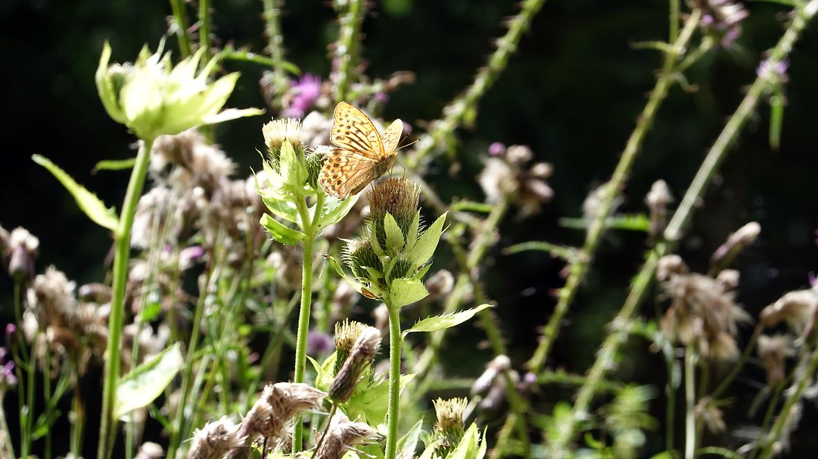 Schmetterling auf Wiese