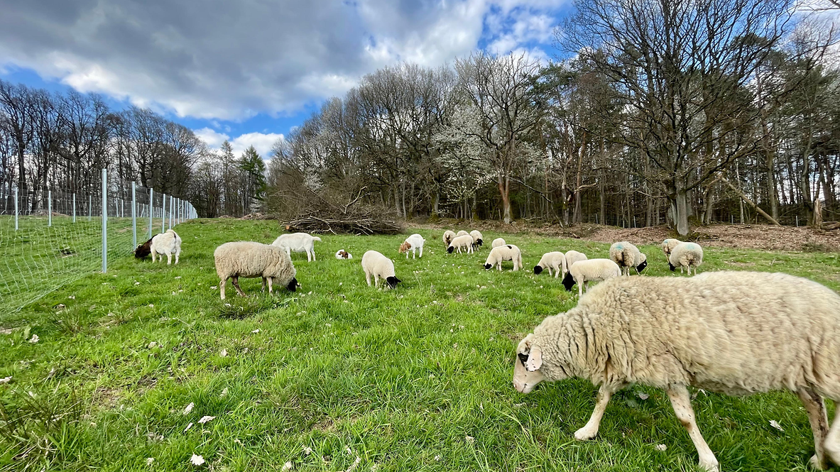 Schafe und Ziegen beweiden das neue Eidechsenhabitat in Gelnhausen