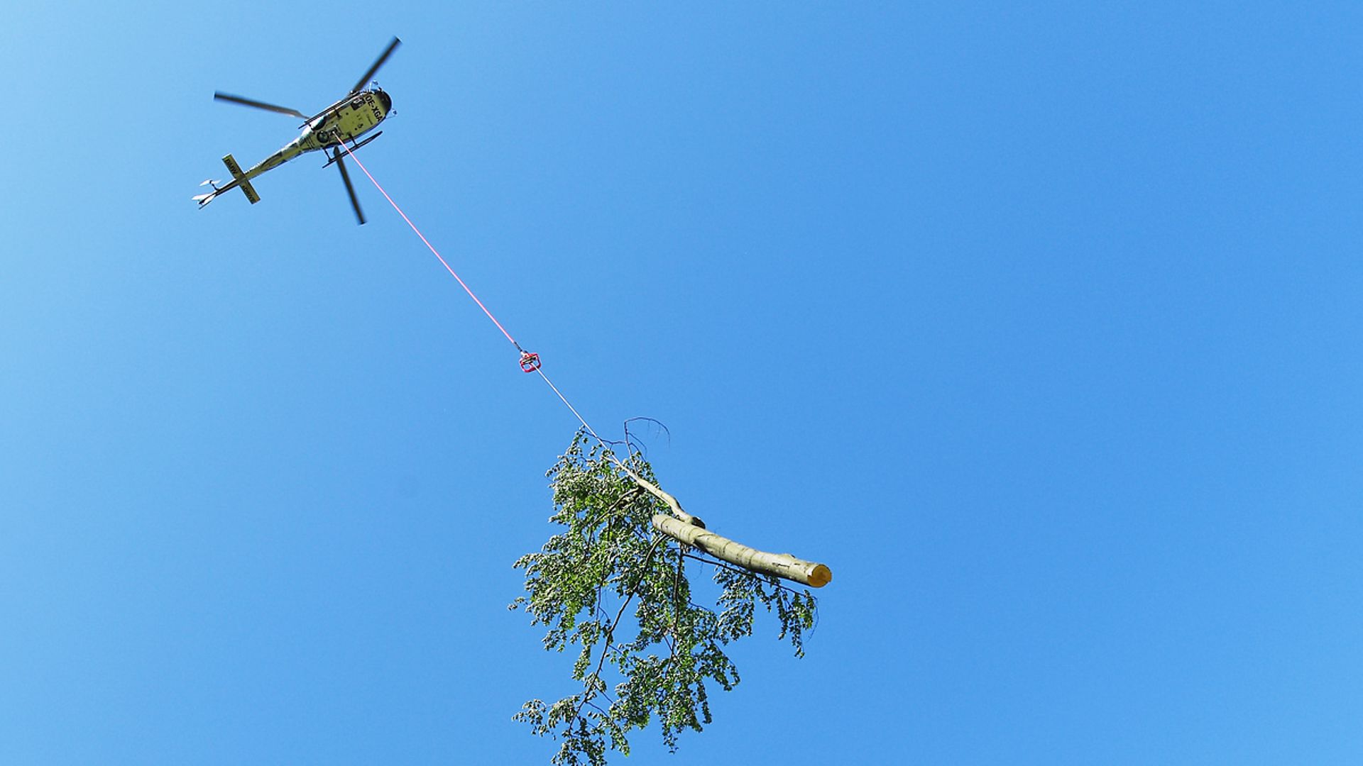 Ein Helikopter transportiert einen Baum an einem Seil 
