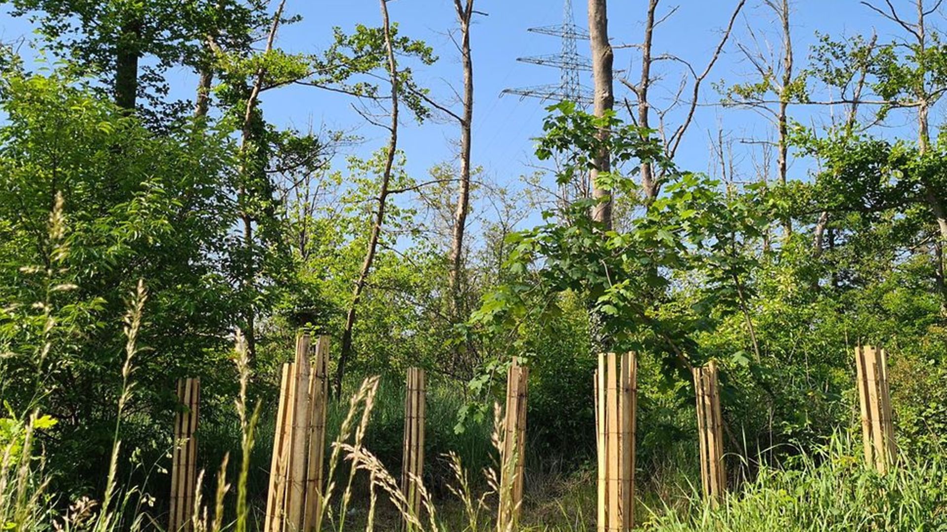 Neue Pflanzennester im geschädigten Wald