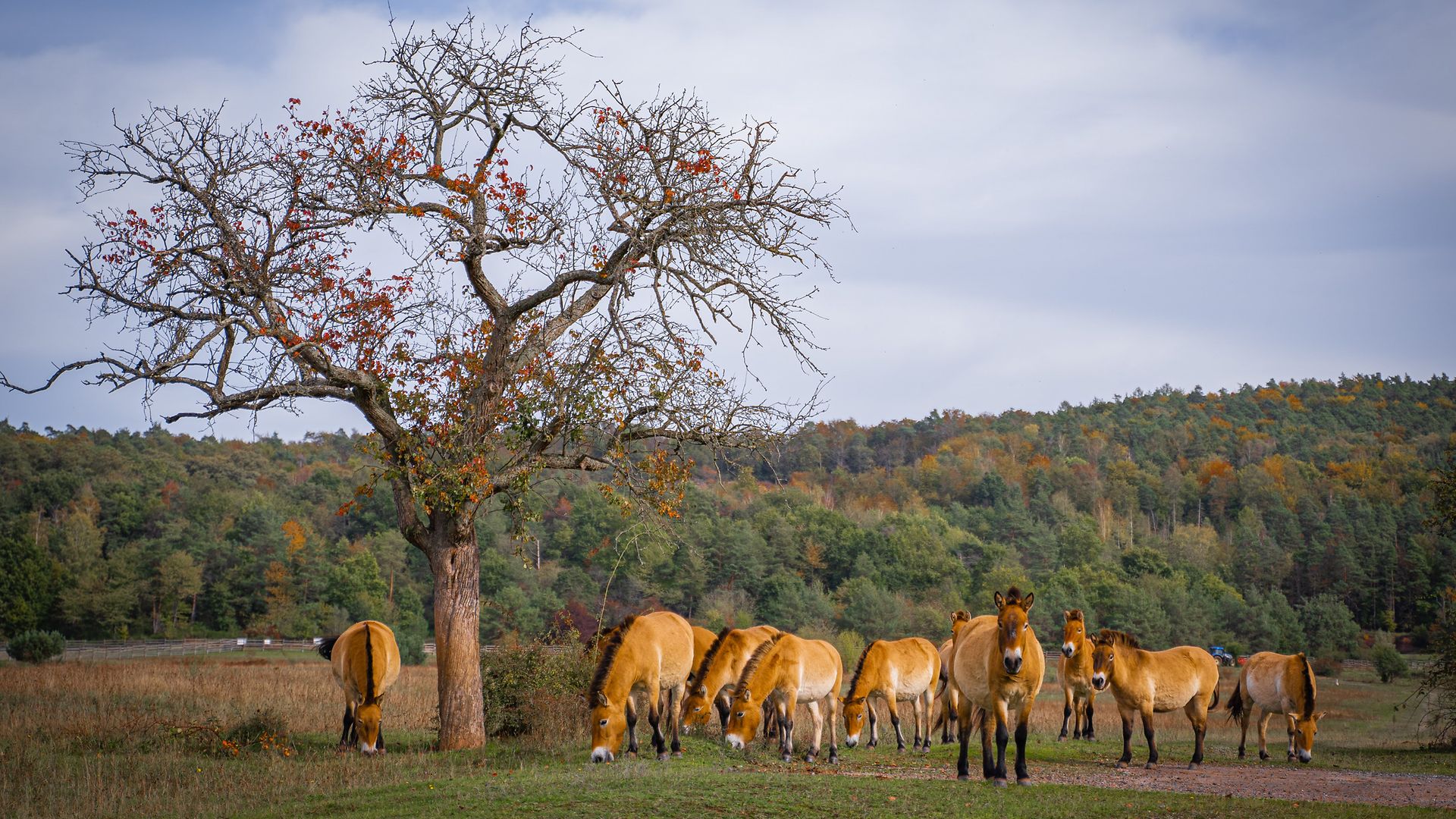 Przewalski-Pferde auf einer Wiese
