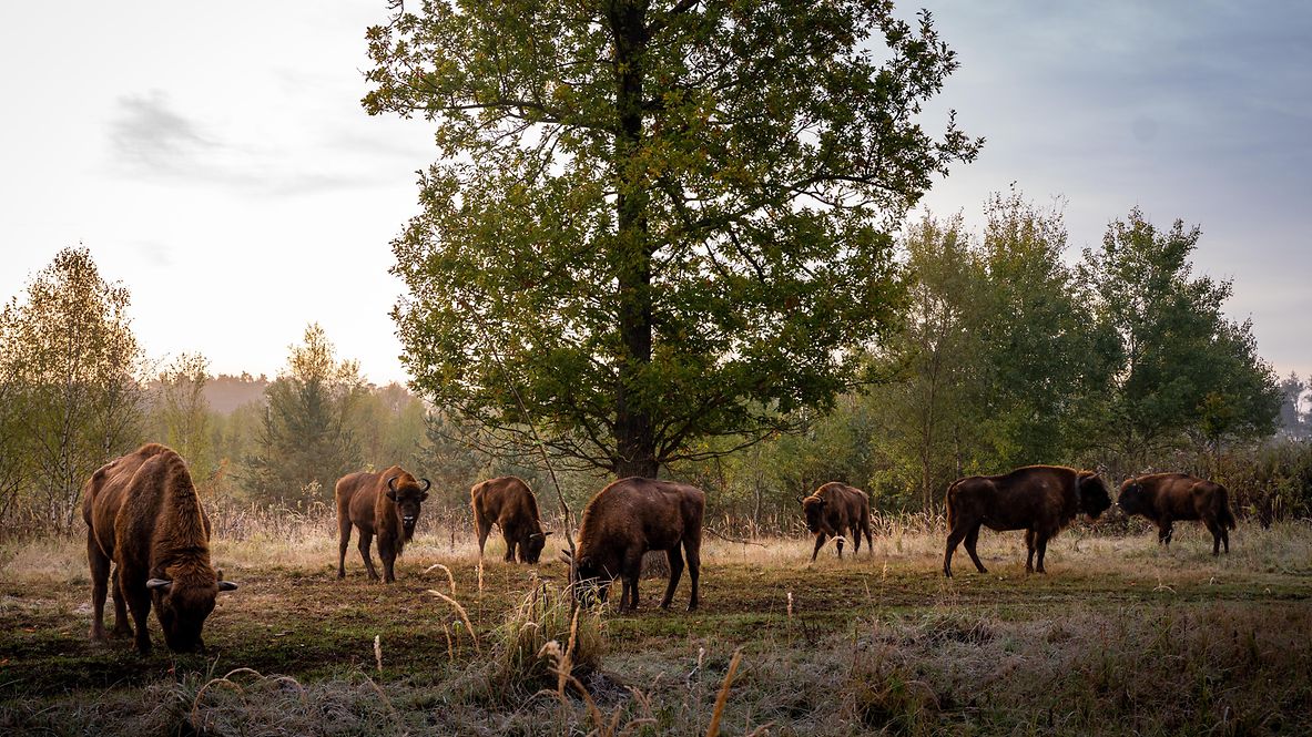 Eine Herde von Wisenten grast auf einer Weide im Abendlicht, im Hintergrund der Waldrand.