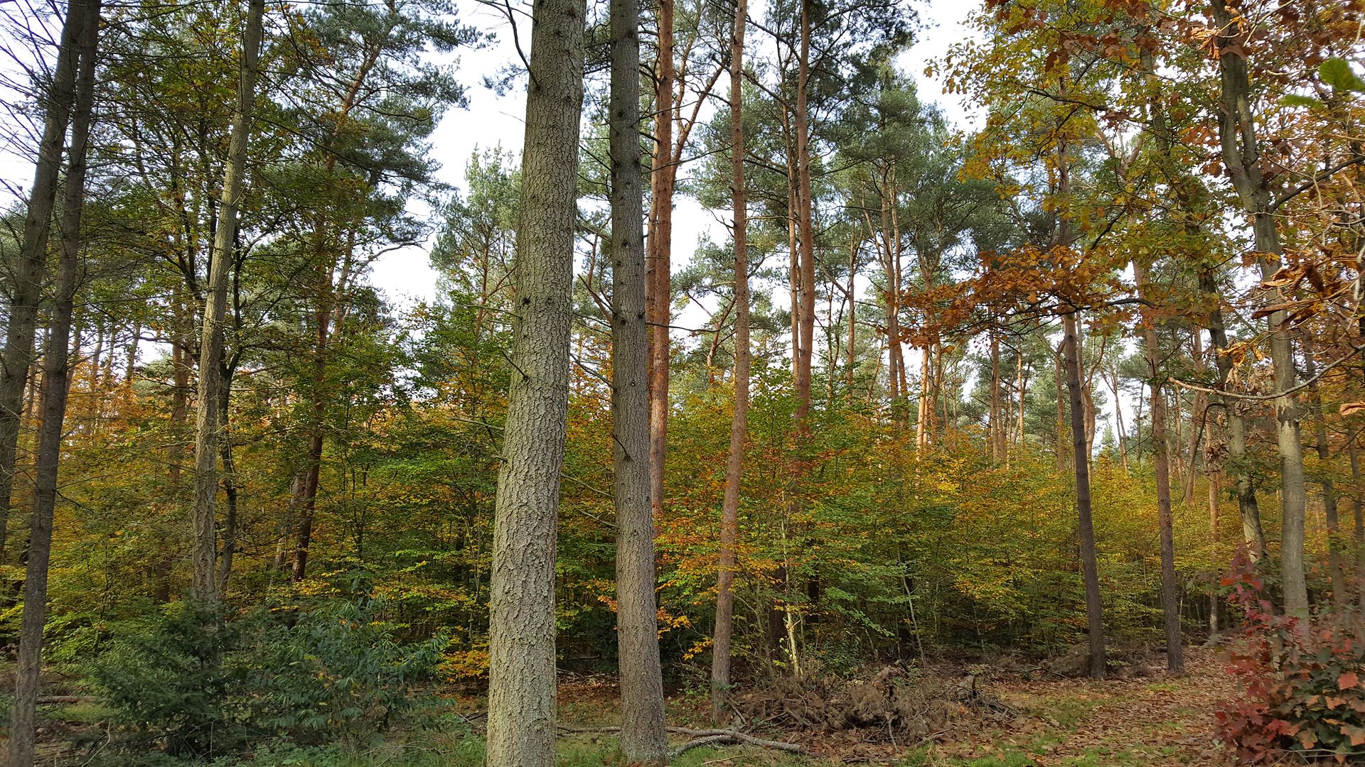Bäume im Eichenwald Beckertanne