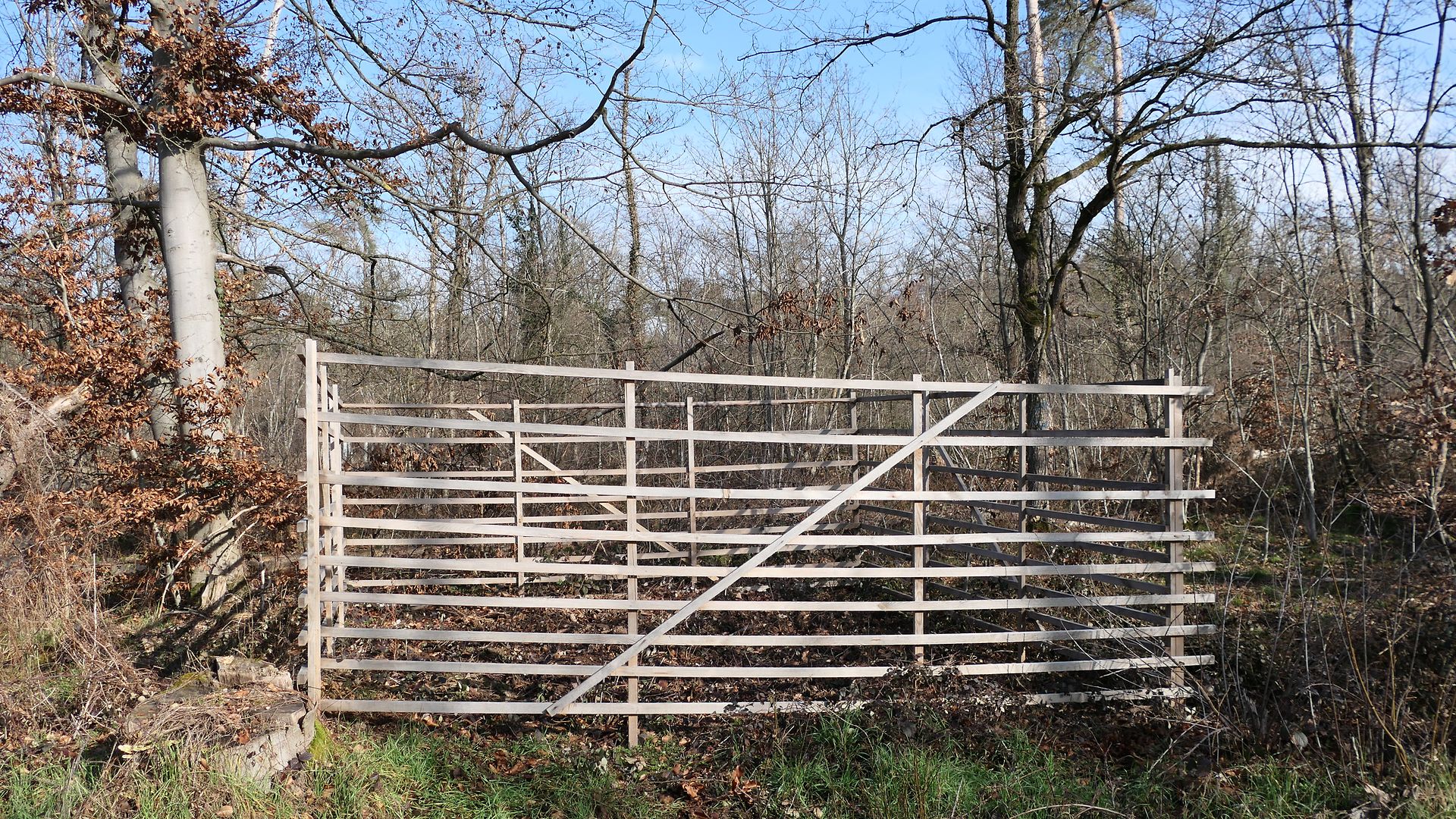 Ein sogenanntes Hordengatter im Wald