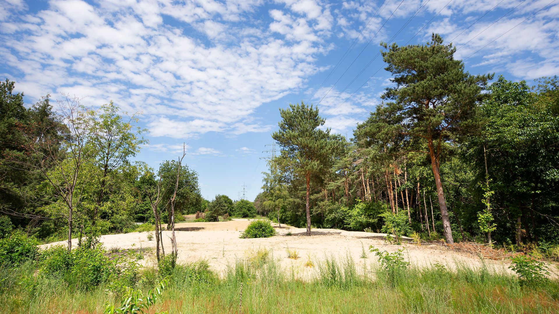 Dünenlandschaft im Wald