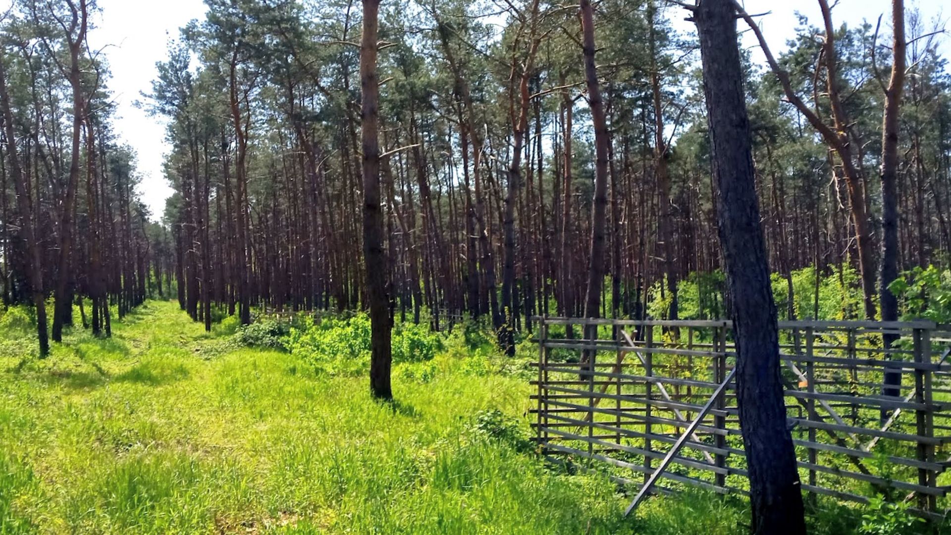 Wald mit grünem Gras und Lichtung