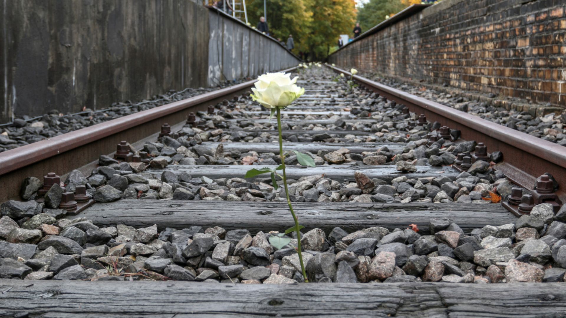 Eine einsame weiße Rose blüht auf dem Gleisbett an dem Mahnmal "Station 17".
