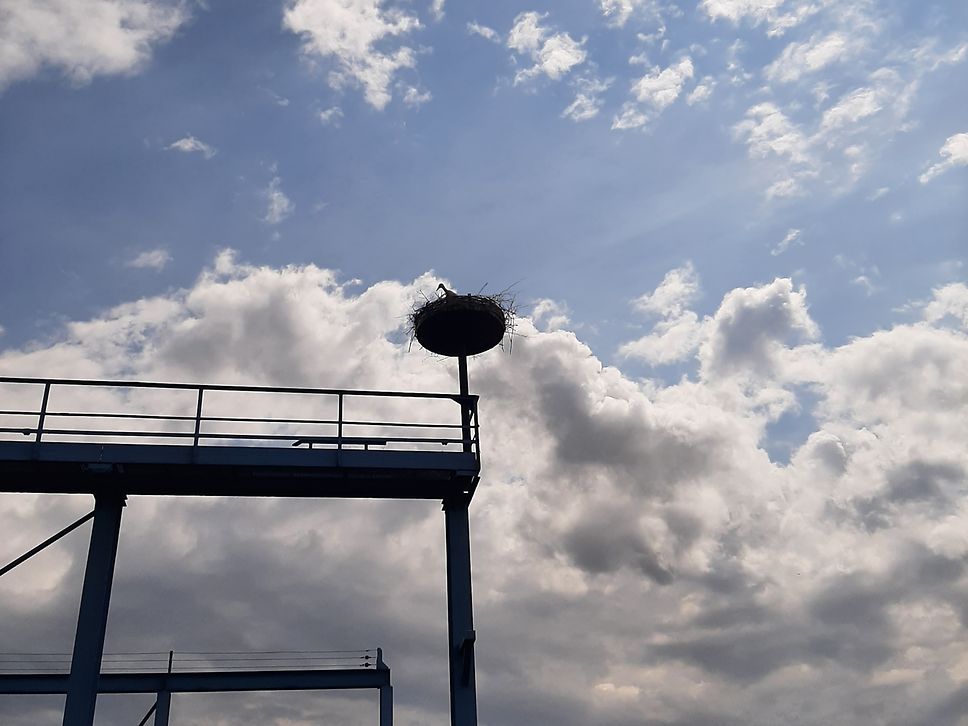 Storchennest beim DB-Werk Meiningen in Thüringen 