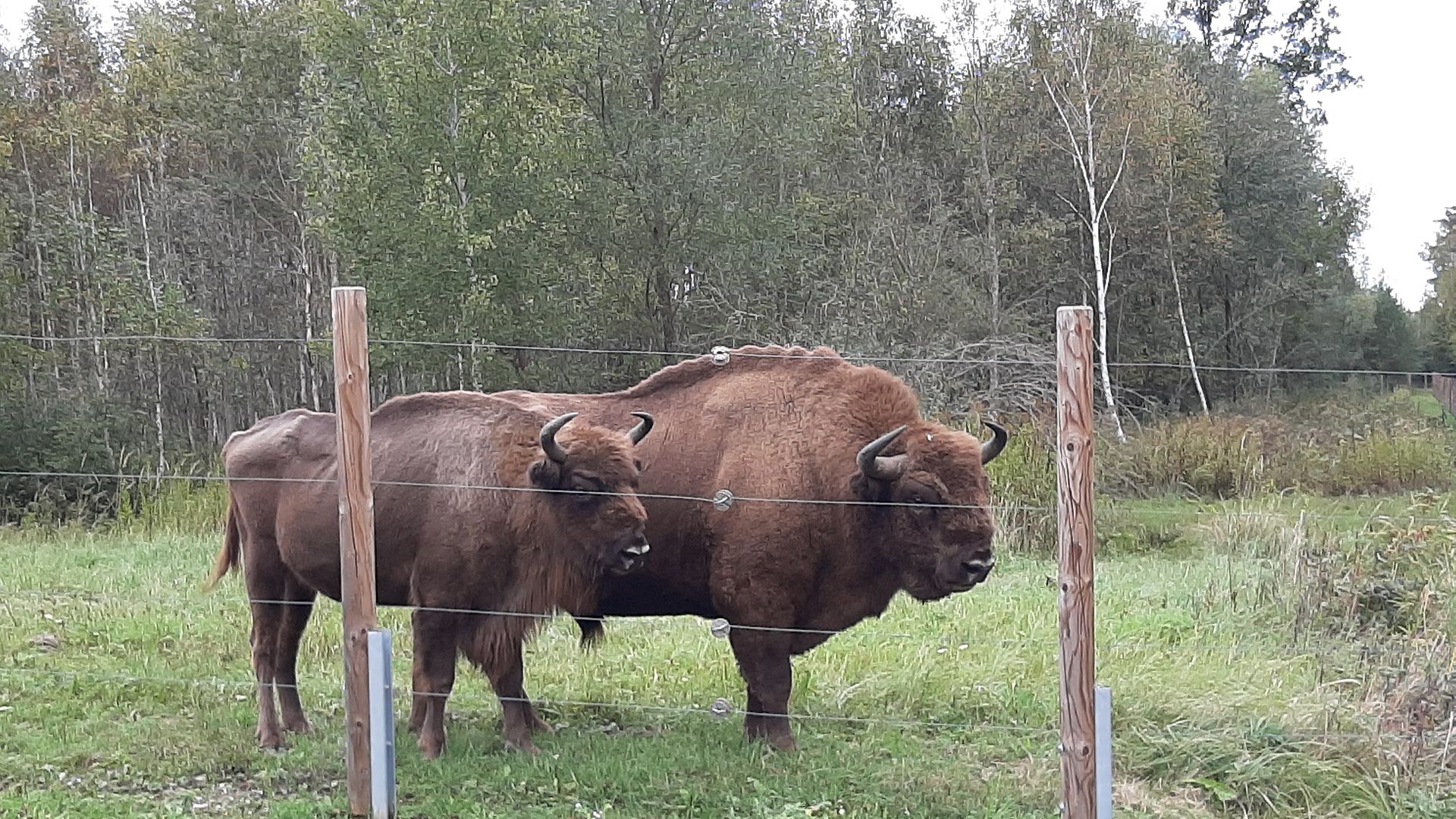 Wisent und Kalb stehen auf einer Weide, zu sehen vom Naturlehrpfad aus.