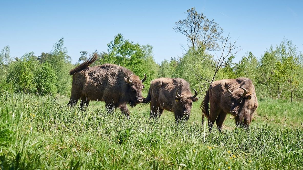 Drei Wisente stehen auf einer Wiese.