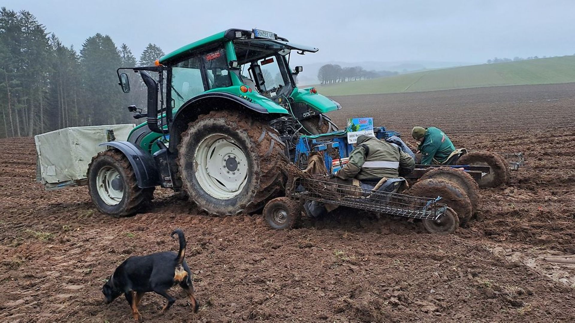 Ein Traktor fährt auf einem Acker und zieht zwei Anhänger mit Arbeitenden hinter sich her, die Setzlinge einpflanzen.