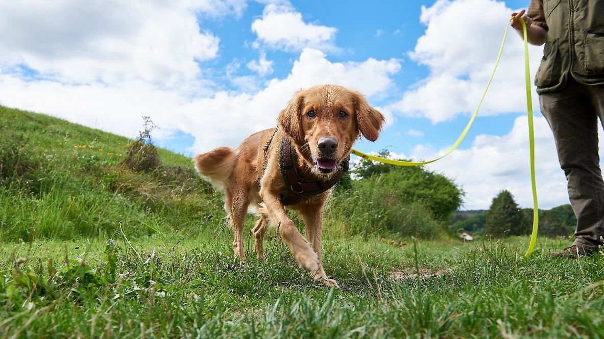 Ein Artenspürhund auf einer Wiese
