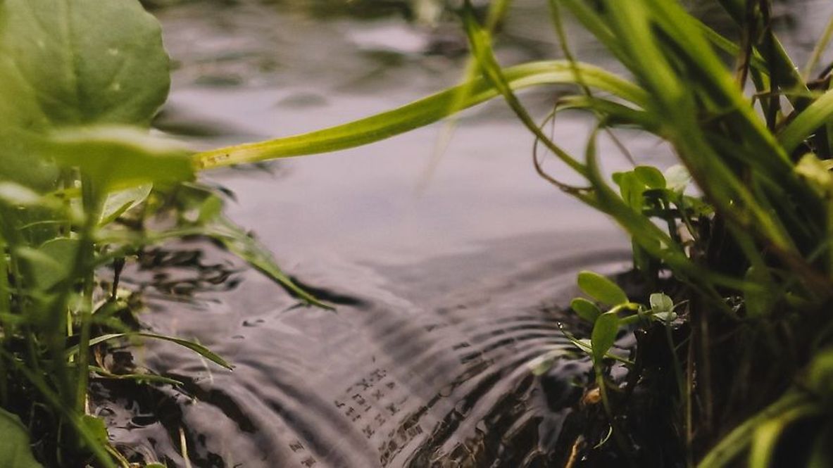 Nahaufnahme eines Gewässers 