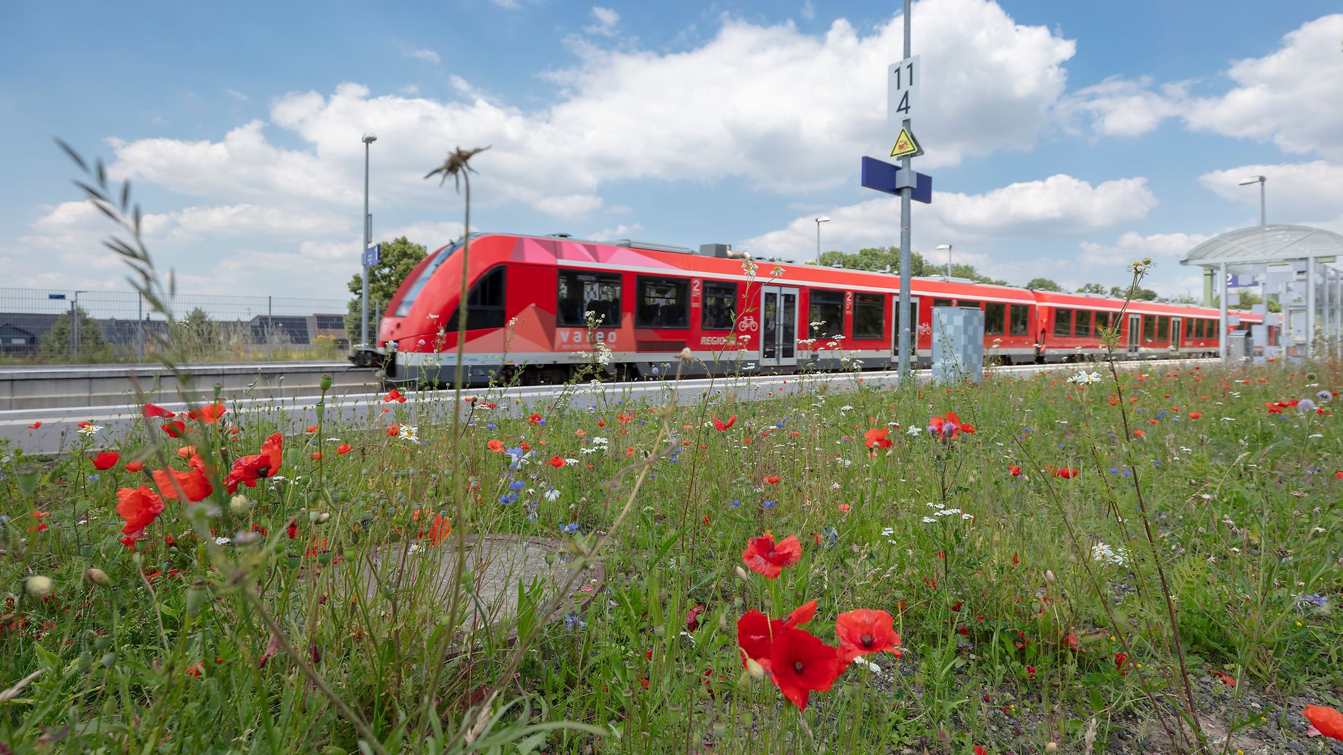 Eine rote Regionalbahn fährt an einer Blumenwiese mit Mohnblumen vorbei.