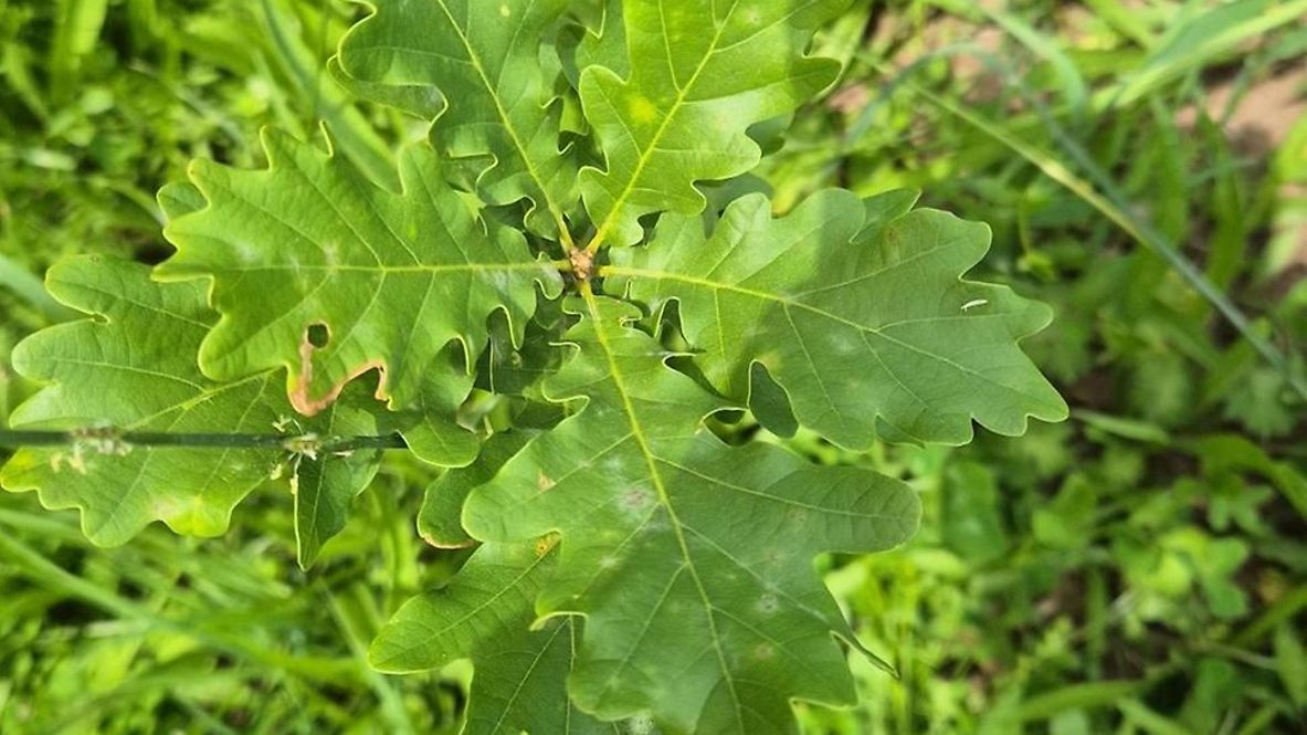 Nahaufnahme eins jungen Baumes von oben
