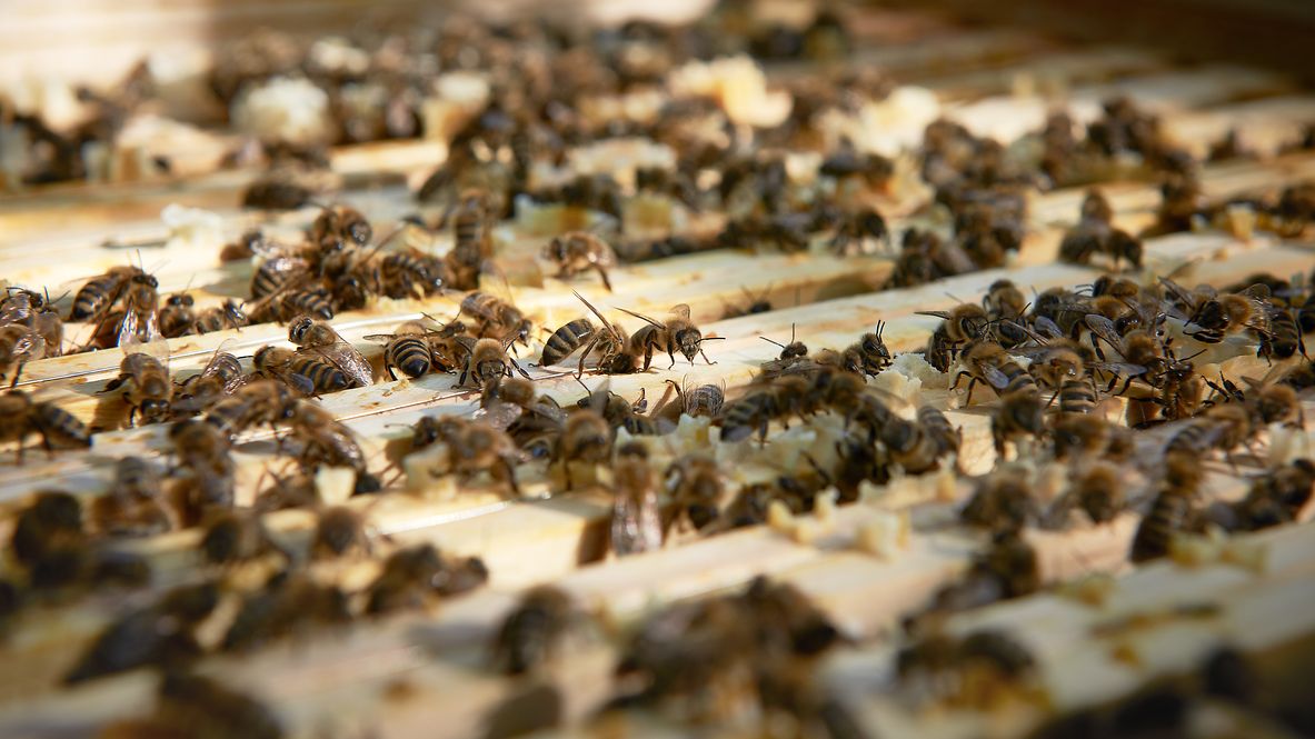 Close-up of numerous honeybees sitting and working on the wooden frame of a beehive.