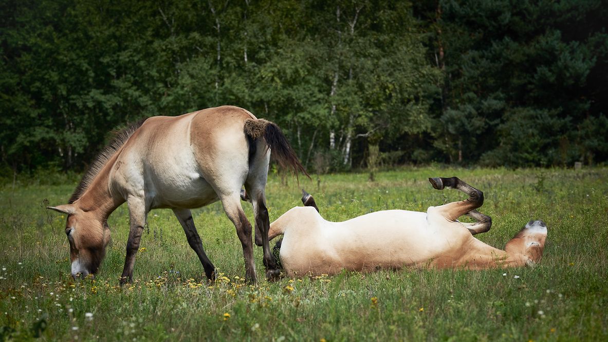 Two Przewalski's wild horses grazing on a green meadow. One of the horses is lying on its back and stretching.