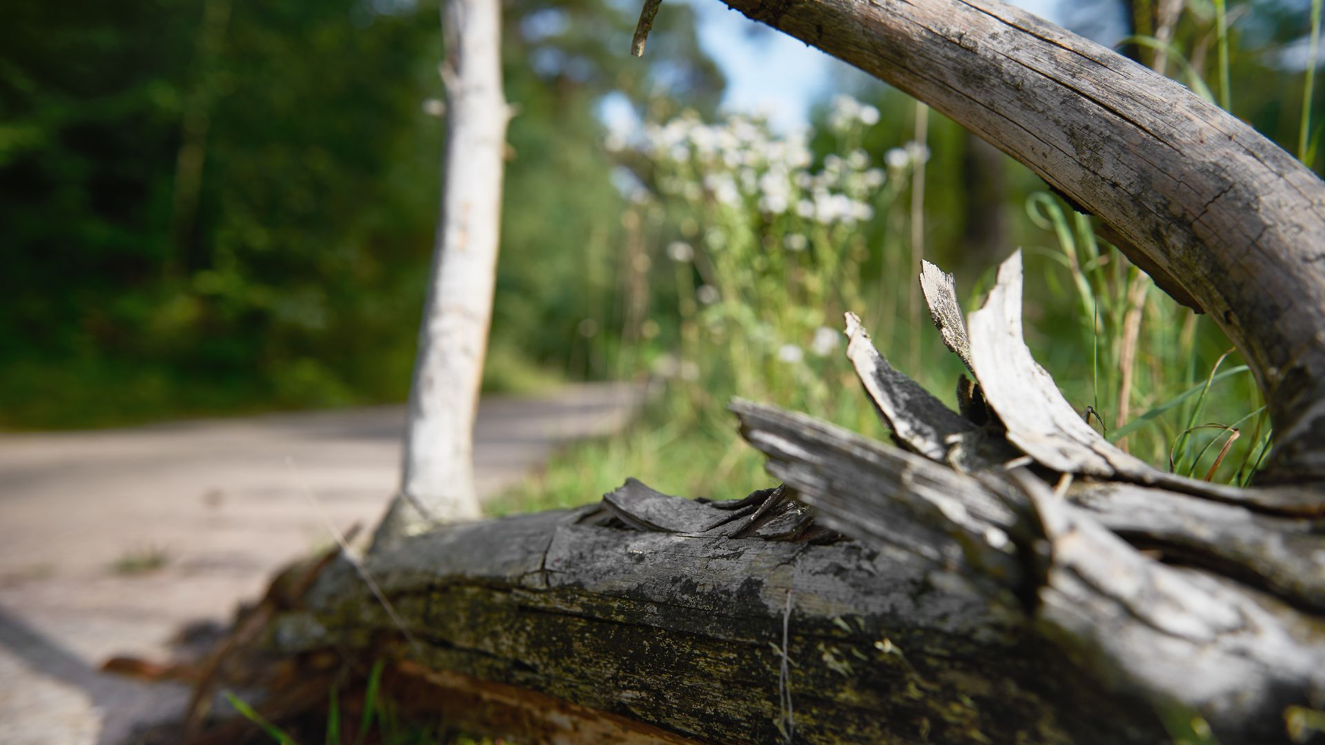 Close-up of a tree branch lying on a green meadow at the edge of a path.