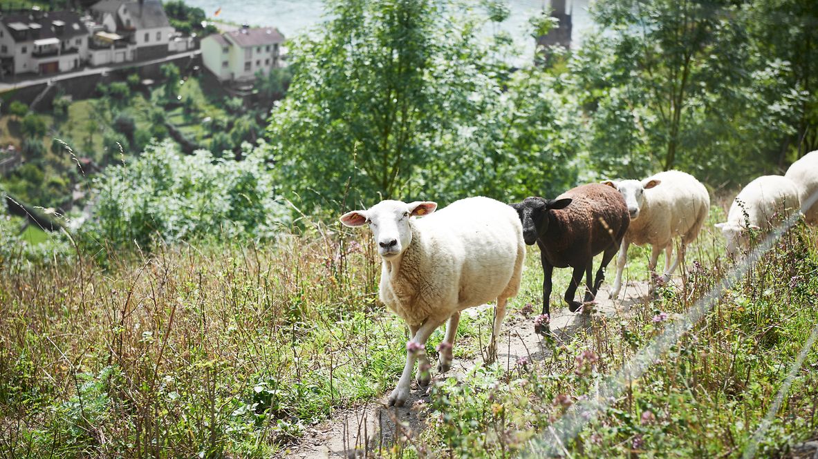 Four sheep run across a meadow on the side of a mountain.