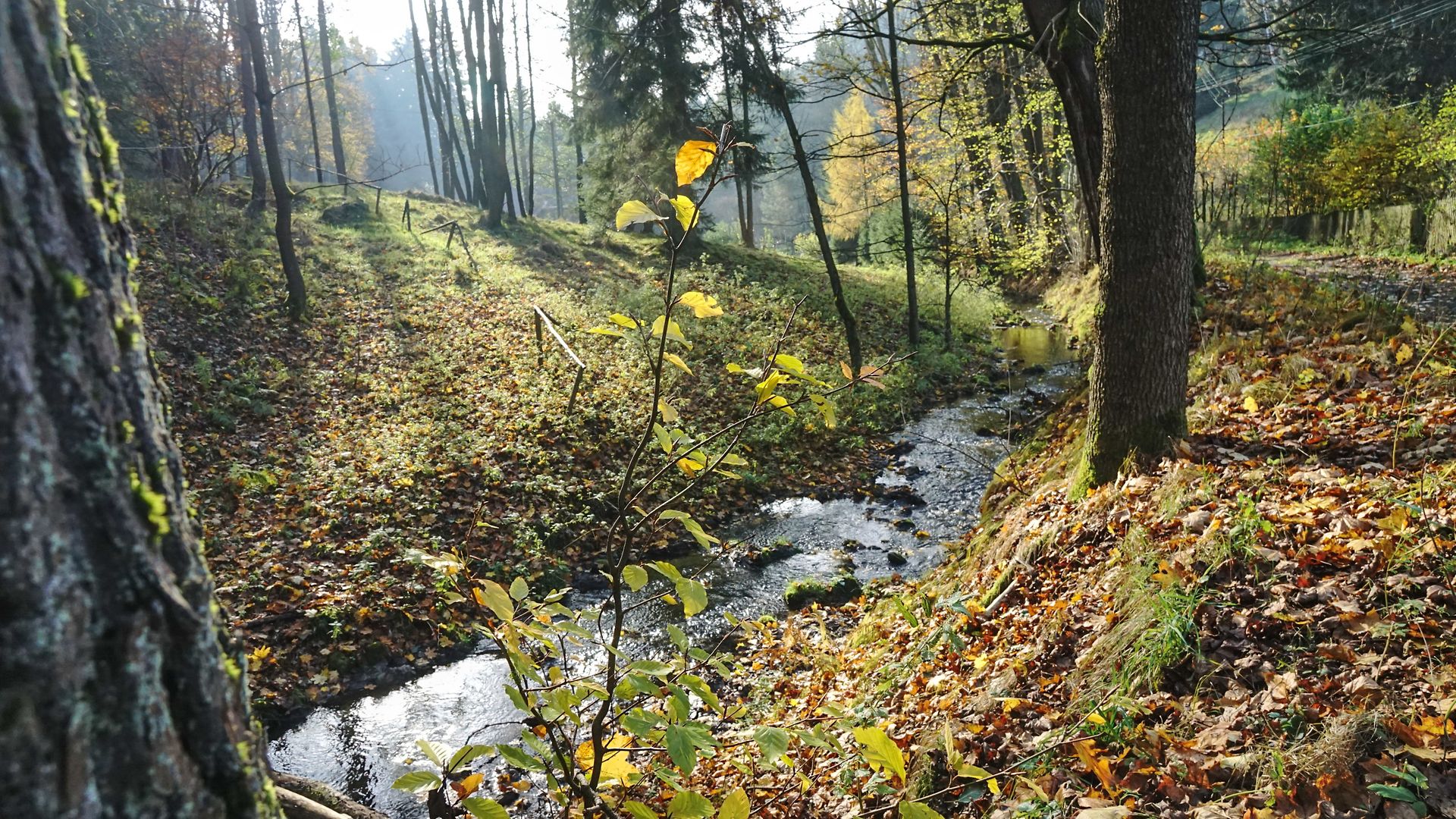 A small stream flows through an autumnal forest.