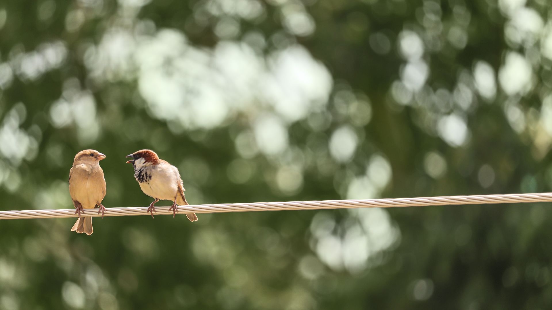 Two birds sit on one of the bird-safe overhead lines.