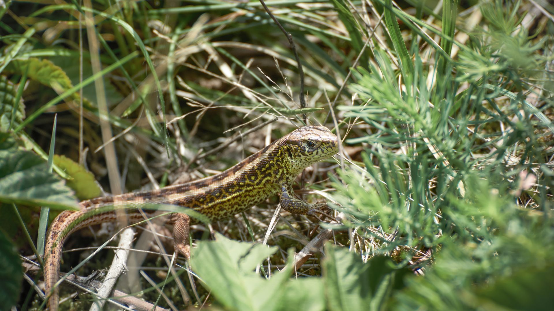 Sand lizard sitting on grass and leaves
