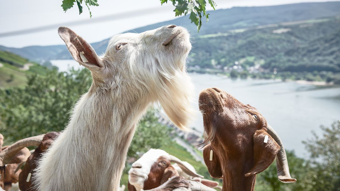 Grazing goats look up at a tree.