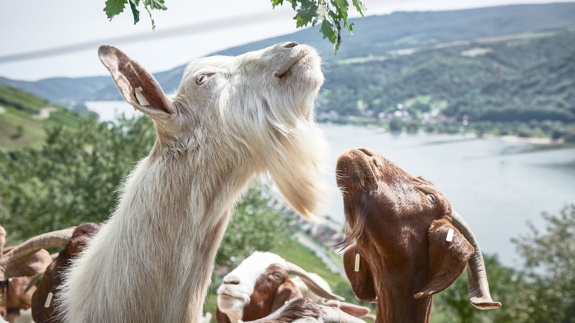 Grazing goats look up at a tree.