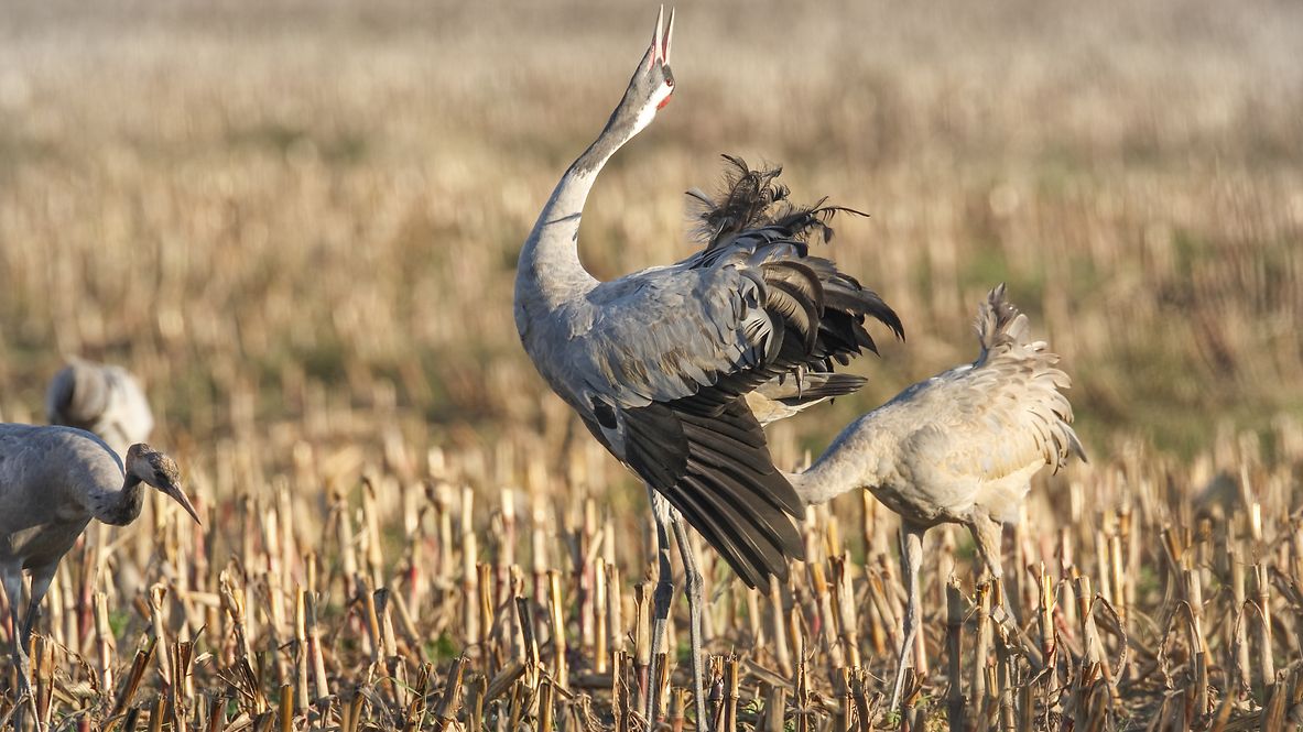 A crane in a field