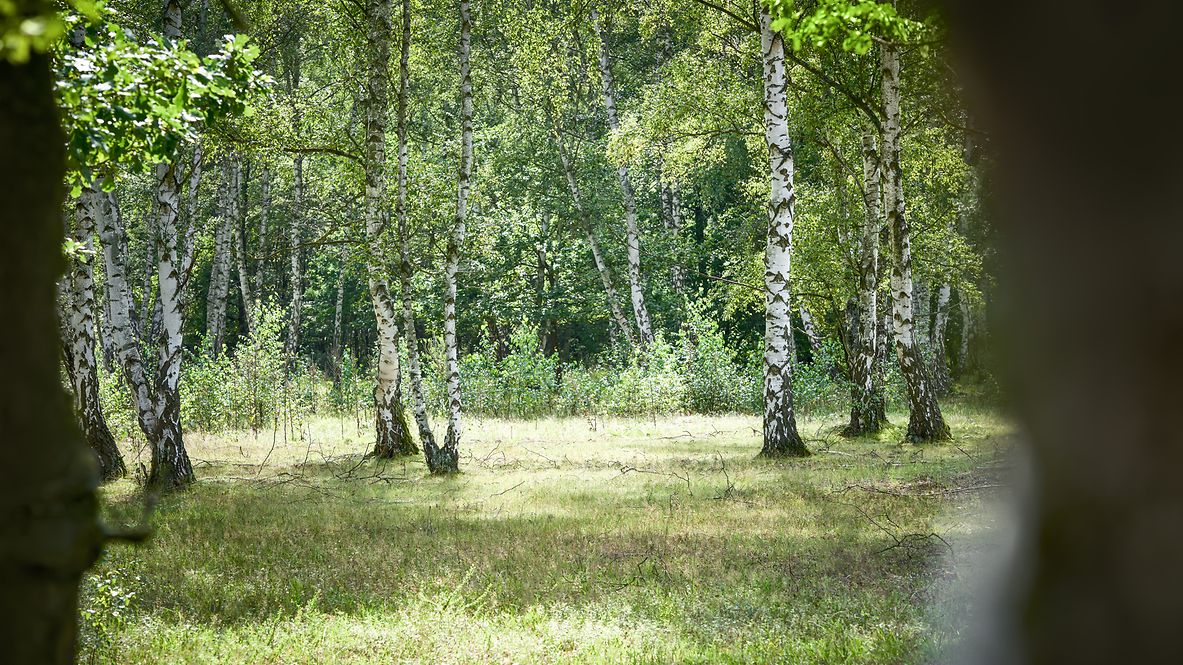 An untouched forest with birch trees growing in it
