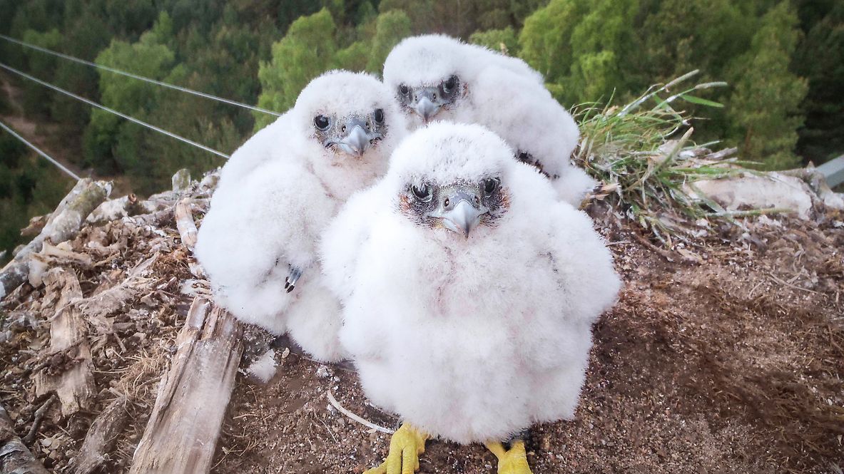 Three falcon chicks live in one of the nesting aids. 