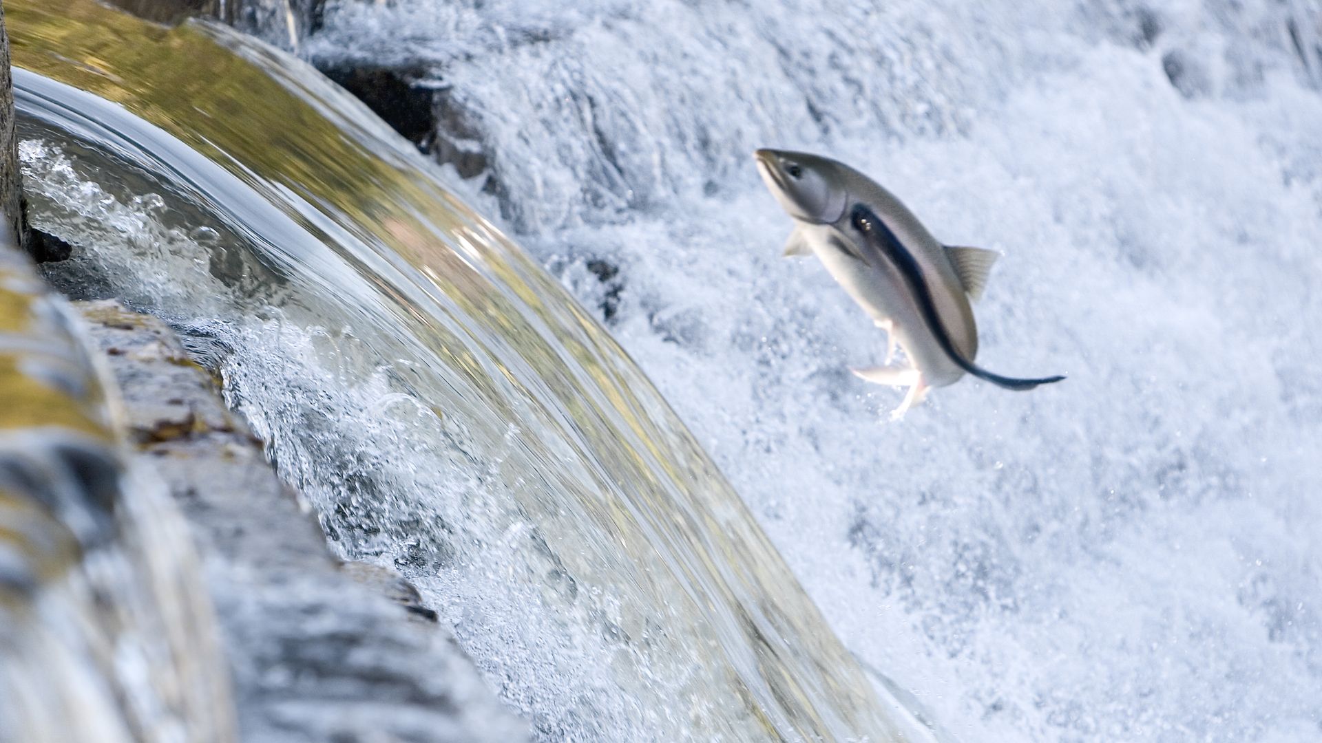 A fish jumps out of the river in front of a waterfall. 