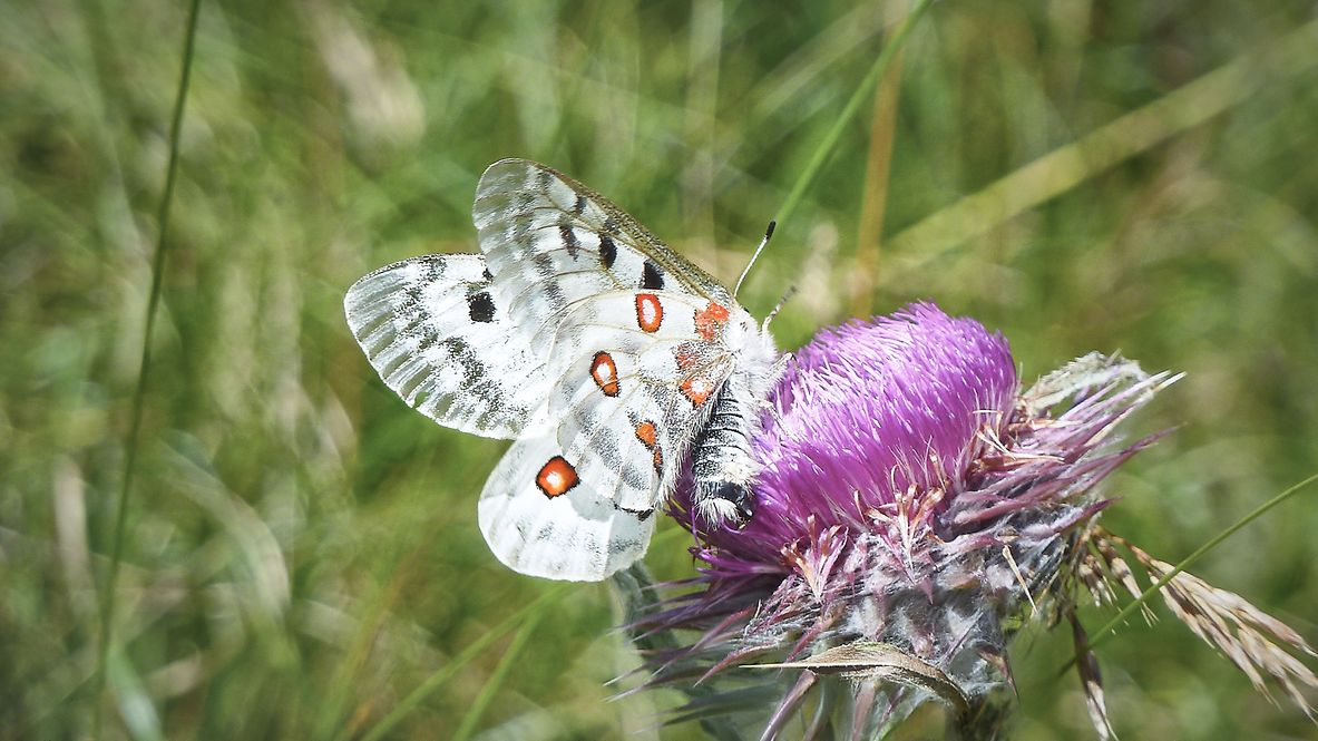 An Apollo butterfly on a thistle flower