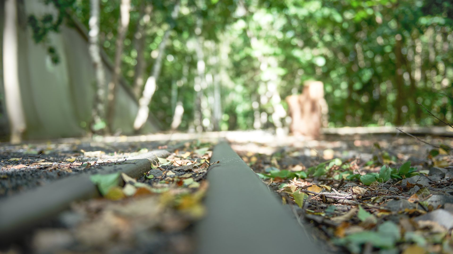 A disused railway line that has been restored to its natural state