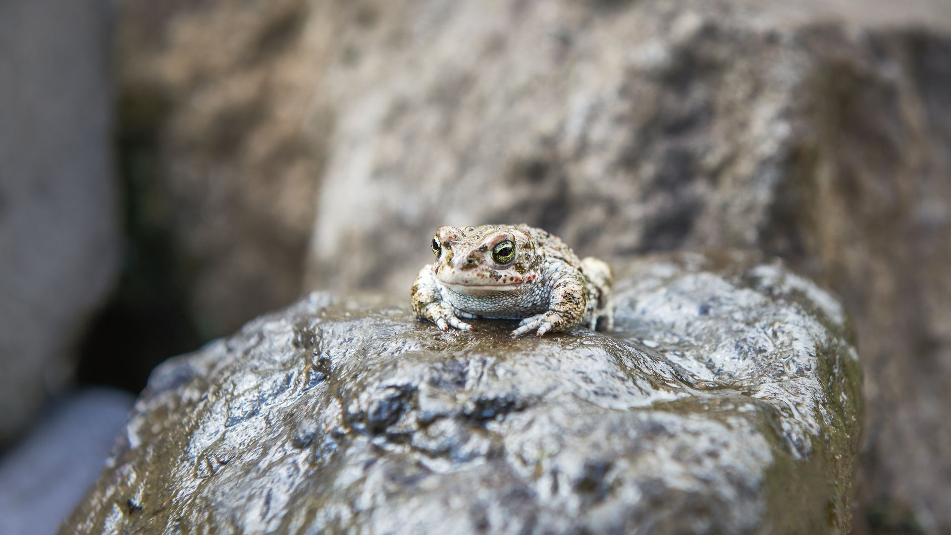 A toad sits on a rock in nature.