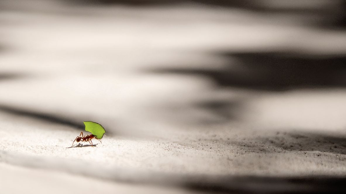 An ant carries a green leaf. 