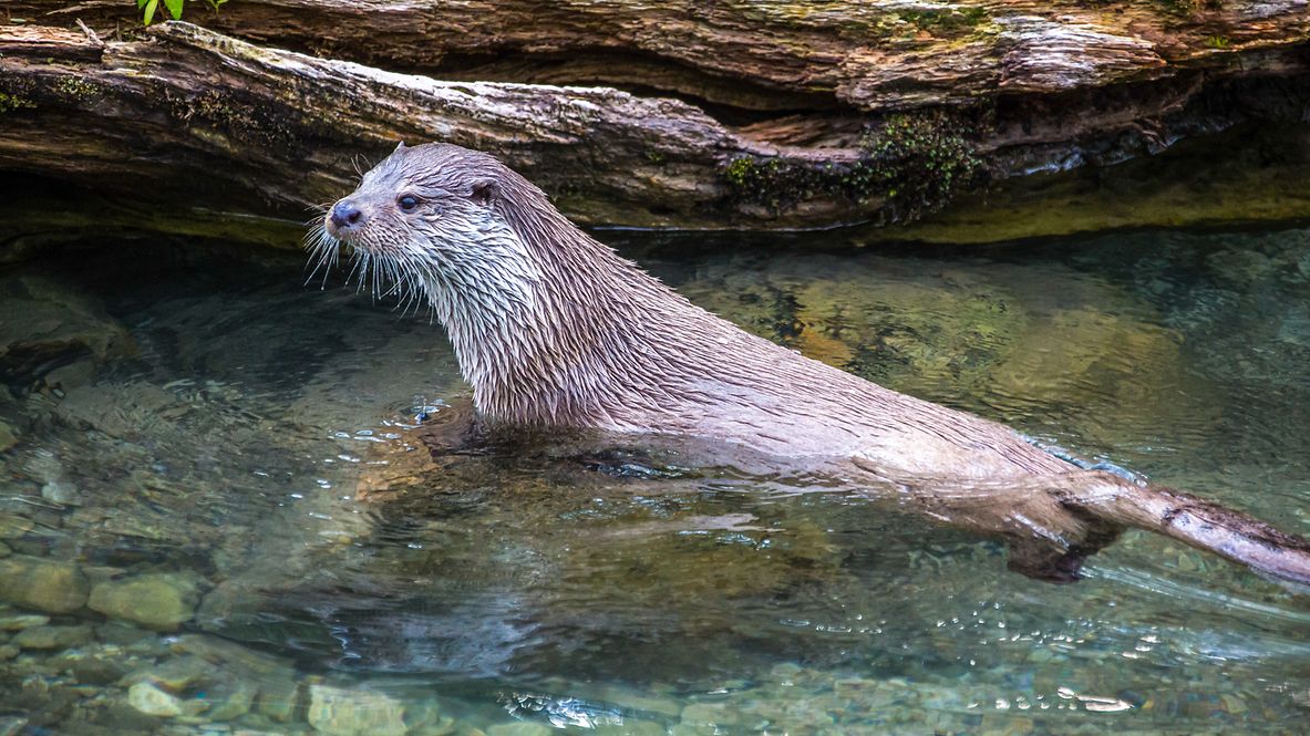 An otter in shallow water