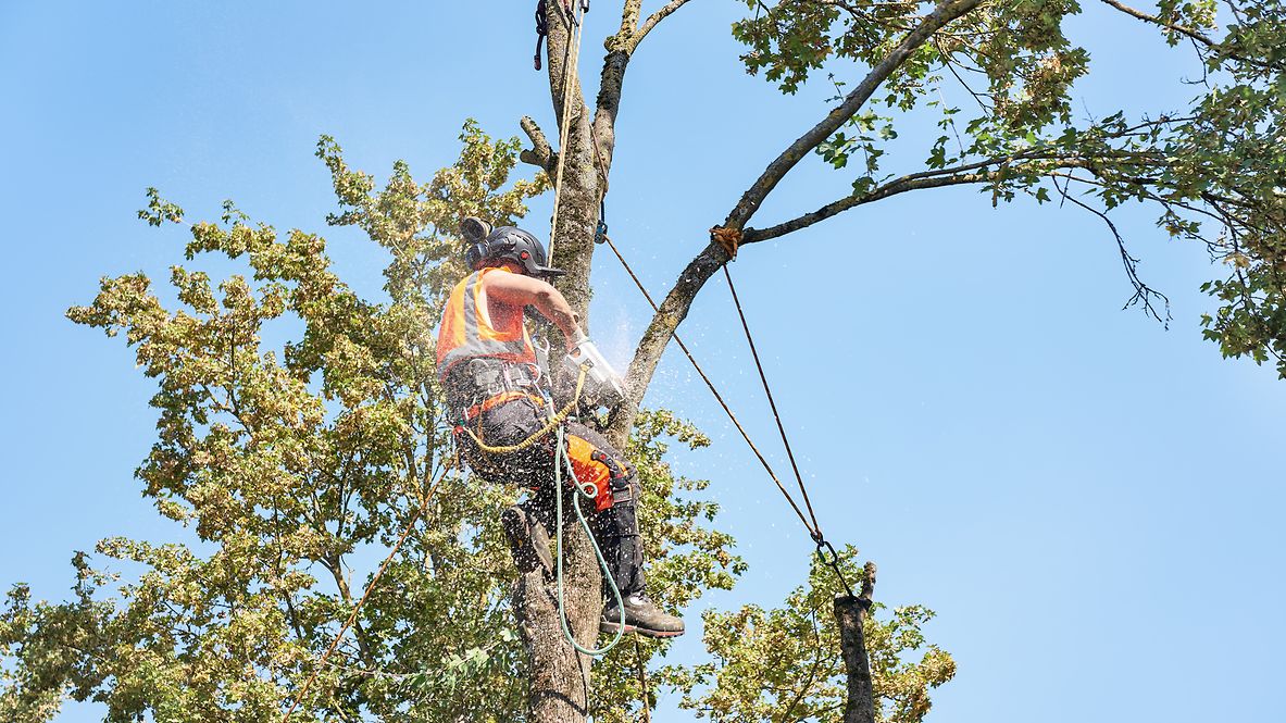 An employee trims the crown of a tree.