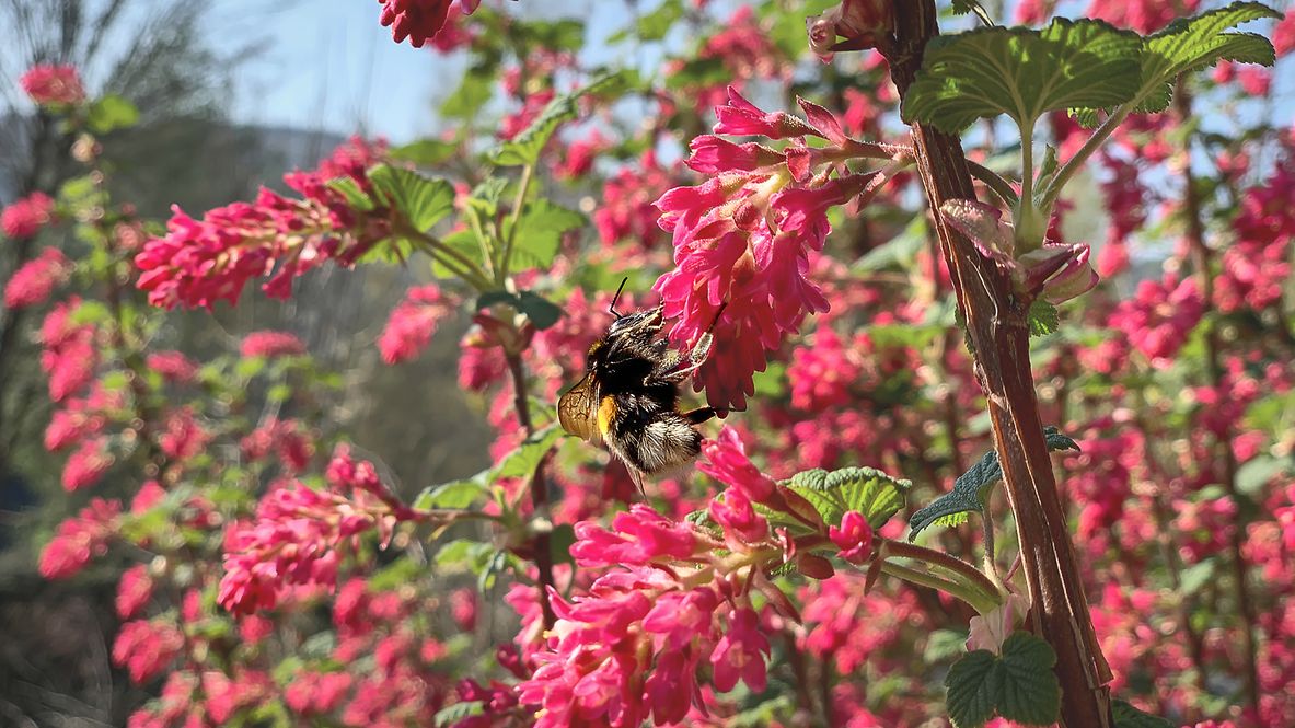 A bee is sitting on a flowering bush.