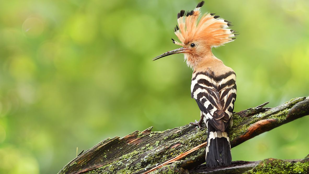 a hoopoe on a branch