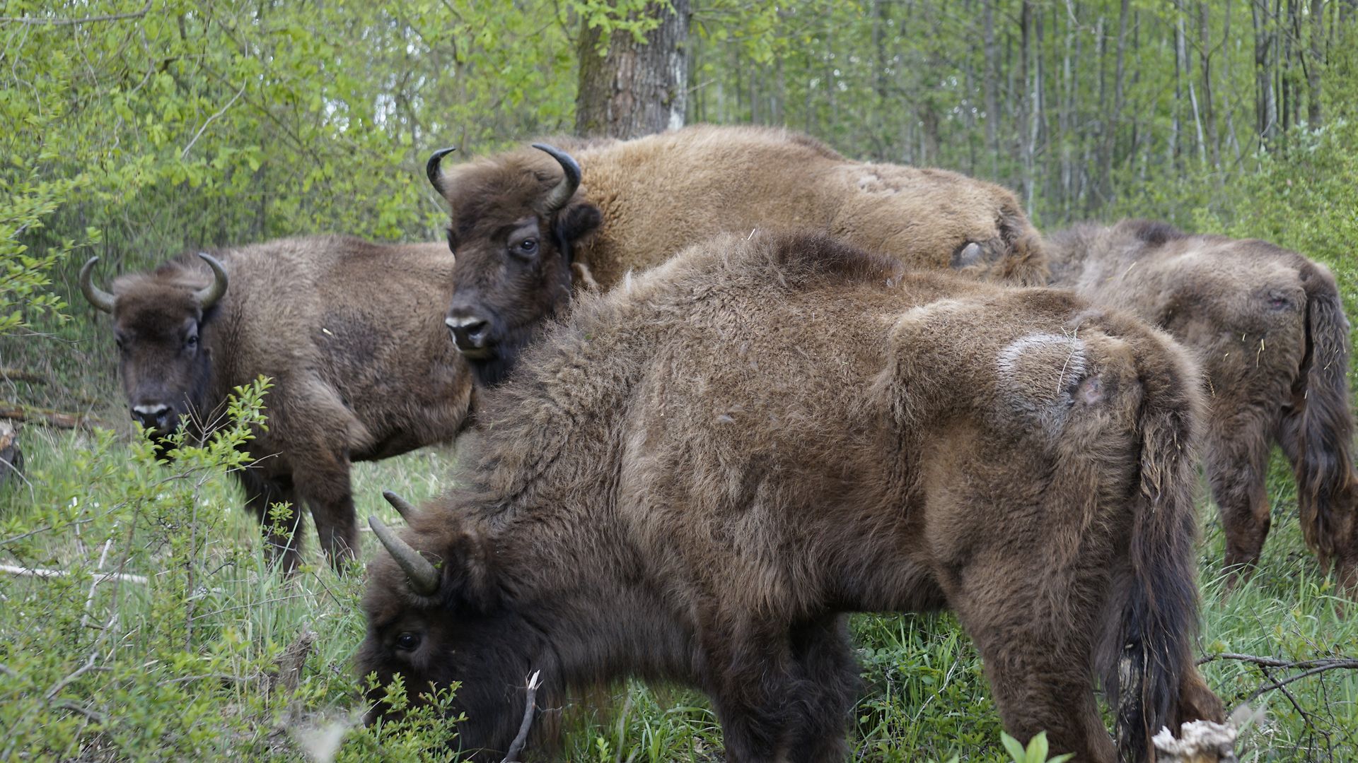 Bisons on on the Muna site 
